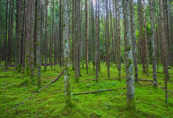 Grön skog i Gaujas nationalpark, Lettland — Stockfoto
