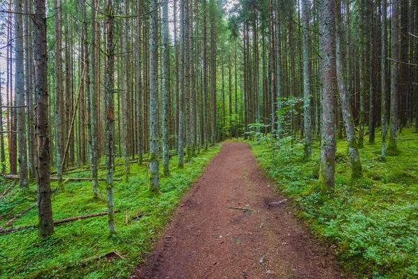 Zelený les s cestičkou v národním parku Gauja, Lotyšsko — Stock fotografie