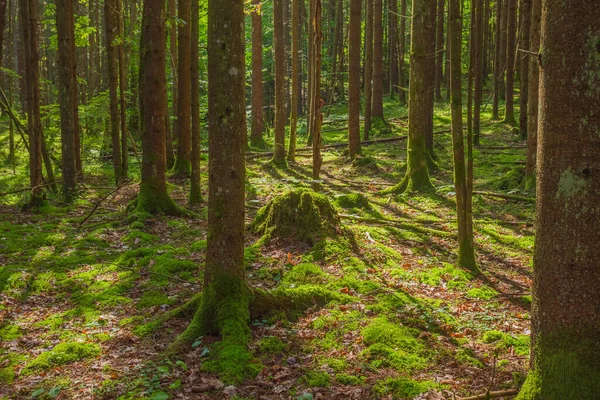 Zelený les v národním parku Gauja, Lotyšsko — Stock fotografie