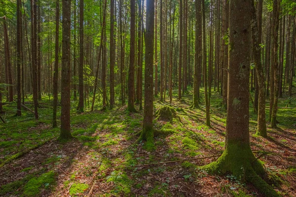 Green forest in Gauja National park, Latvia — Stock Photo, Image