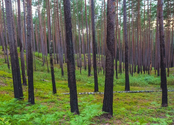 Skog efter brand, återväxt, odling av gröna växter efter skogsbrand — Stockfoto
