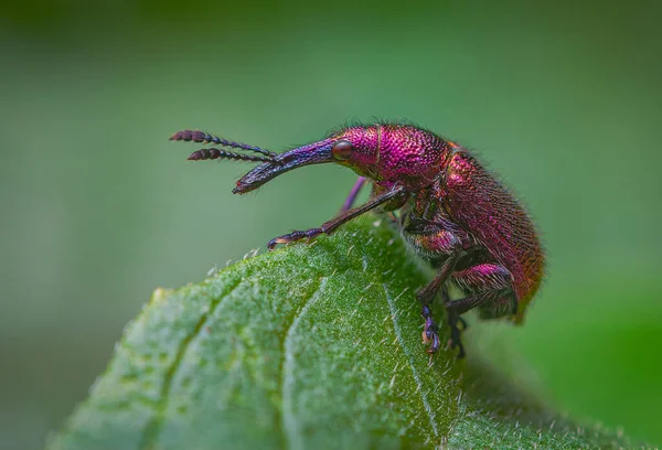 Weevil Beetle Rhynchites bacchus em uma folha verde. Peste para árvores de fruto. um problema para jardineiros e agricultores — Fotografia de Stock