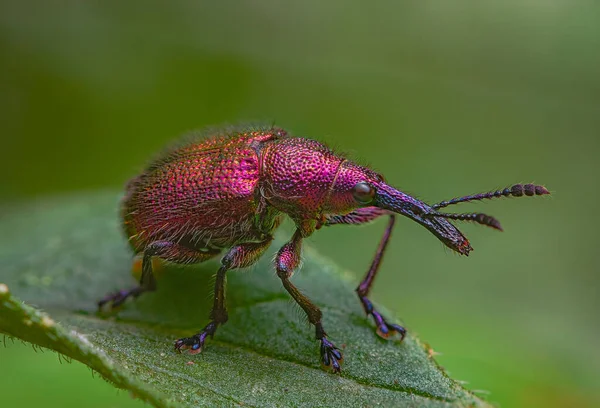 Weevil Beetle Rhynchites bacchus em uma folha verde. Peste para árvores de fruto. um problema para jardineiros e agricultores — Fotografia de Stock