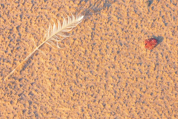 Single white seagull feather on beach sand — Stock Photo, Image