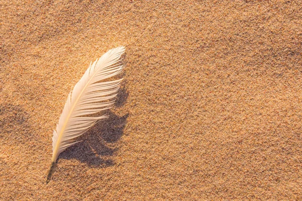 Single white seagull feather on beach sand Stock Image