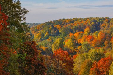 Akçaağaç ağaçlarında parlak kırmızı, turuncu ve sarı yapraklı renkli sonbahar yaprakları. Mevsimlik canlı orman sahnesi sonbahar renklerini, mevsimlerin değişimini ve doğal güzellikleri temsil eder..