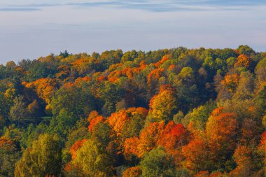 Akçaağaç ağaçlarında parlak kırmızı, turuncu ve sarı yapraklı renkli sonbahar yaprakları. Mevsimlik canlı orman sahnesi sonbahar renklerini, mevsimlerin değişimini ve doğal güzellikleri temsil eder..