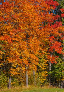 Akçaağaç ağaçlarında parlak kırmızı, turuncu ve sarı yapraklı renkli sonbahar yaprakları. Mevsimlik canlı orman sahnesi sonbahar renklerini, mevsimlerin değişimini ve doğal güzellikleri temsil eder..