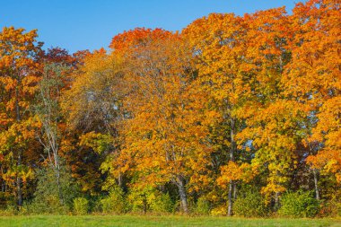 Akçaağaç ağaçlarında parlak kırmızı, turuncu ve sarı yapraklı renkli sonbahar yaprakları. Mevsimlik canlı orman sahnesi sonbahar renklerini, mevsimlerin değişimini ve doğal güzellikleri temsil eder..