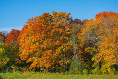 Akçaağaç ağaçlarında parlak kırmızı, turuncu ve sarı yapraklı renkli sonbahar yaprakları. Mevsimlik canlı orman sahnesi sonbahar renklerini, mevsimlerin değişimini ve doğal güzellikleri temsil eder..