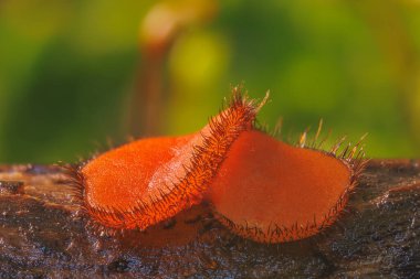 Kirpik Kupa - Scutellinia scutellata, mantar