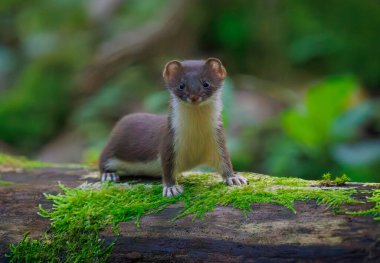 Gelincik - Mustela erminea, kısa kuyruklu gelincik.