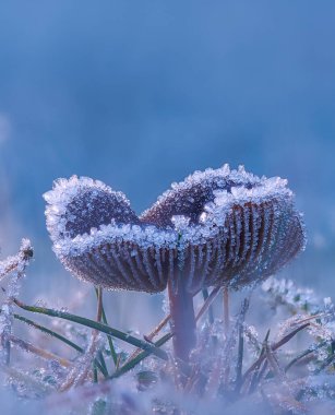 Soğuk kış sabahı, kalın buz kristalleriyle kaplı mantarlar, inanılmaz doğa arka planı.