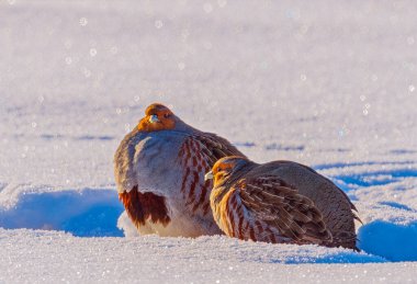 Çilli keklik - Karda Perdix perdix.