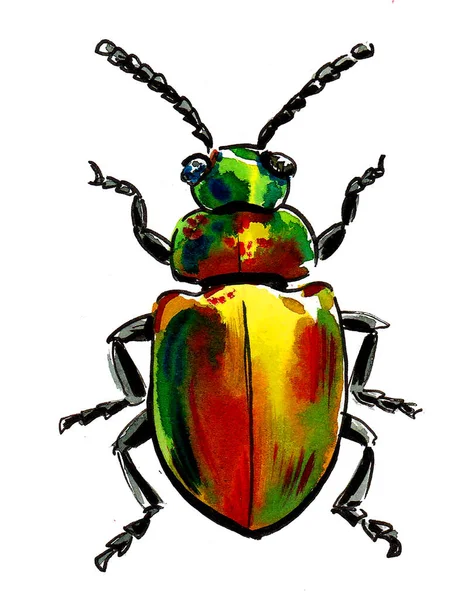 Colorful beetle insect. Ink and watercolor drawing