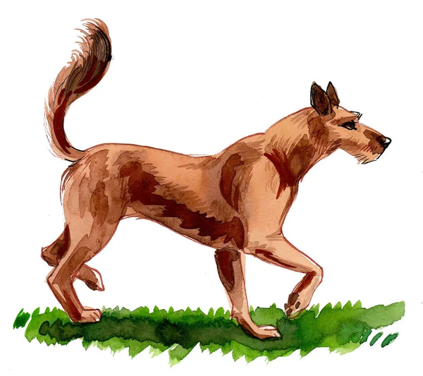 Running Dog Ink Watercolor Drawing — Stock Photo, Image