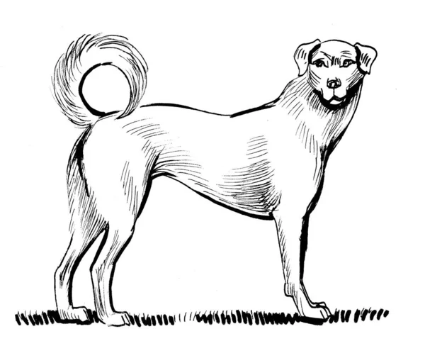 Standing Dog Ink Black White Drawing — Stock Photo, Image