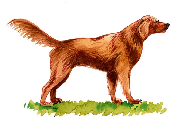 Irish Setter Dog Ink Watercolor Drawing — Stock Photo, Image