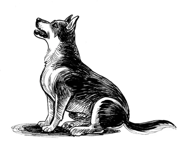 坐着的哈士奇狗墨水黑白画 — 图库照片
