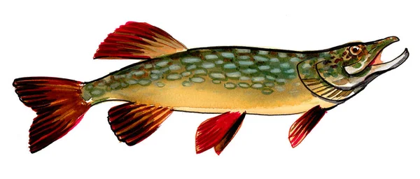 Pike Ryby Bílém Pozadí Kresba Inkoustem Akvarelem — Stock fotografie