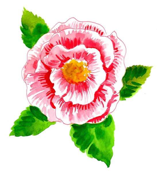 Fleur Pivoine Rose Dessin Aquarelle — Photo