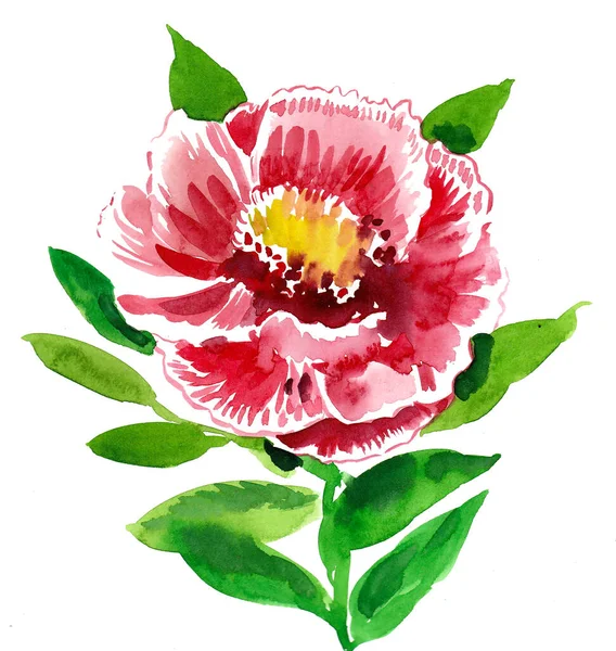 Peon Flower Malba Akvarelem — Stock fotografie