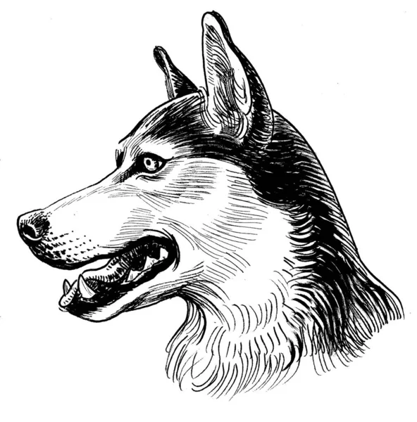 Husky Psia Głowa Czarno Biały Rysunek Atramentu — Zdjęcie stockowe