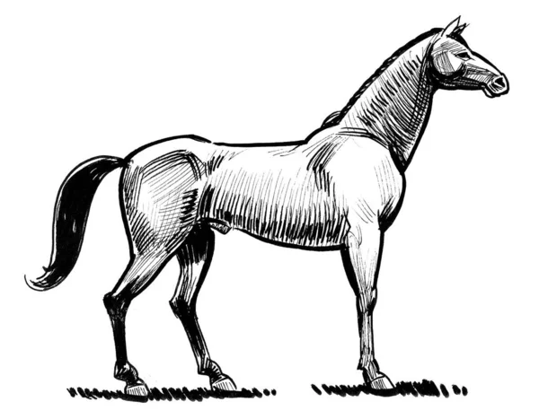 Caballo Parado Dibujo Blanco Negro Tinta —  Fotos de Stock