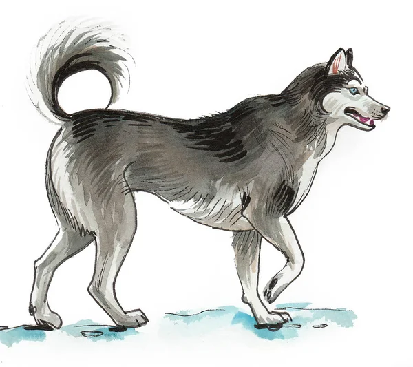 Walking Husky Dog Ink Watercolor Drawing — Stock Photo, Image