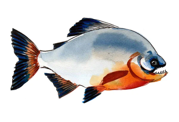Piranha Fish White Background Ink Watercolor Drawing — Stock Photo, Image