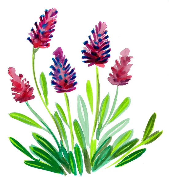 Фіолетові Квіти Білому Тлі Акварельний Живопис — стокове фото