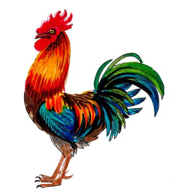 Renkli horoz kuşu. mürekkep ve suluboya çizim