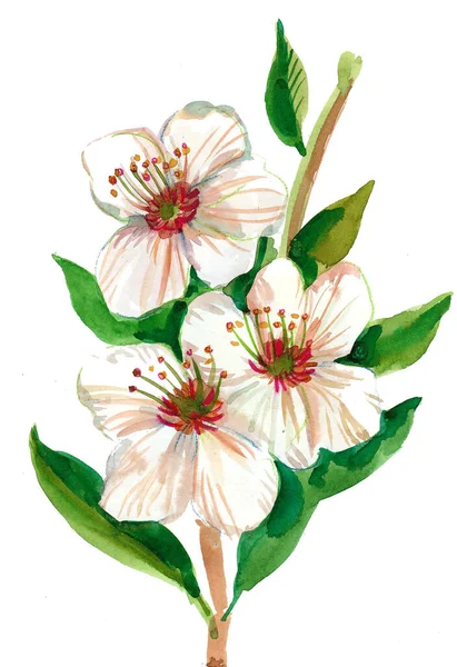 Çiçek Açan Ağaç Mürekkep Suluboya Çizim — Stok fotoğraf
