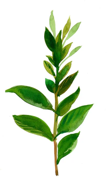 Δέντρο Κλαδί Πράσινα Φύλλα Απομονώνονται Λευκό Φόντο Σχέδιο Μελανιού Και — Φωτογραφία Αρχείου