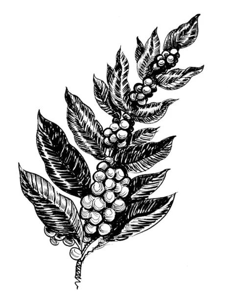 豆と葉でコーヒーの木の植物 墨と白のドローイング — ストック写真