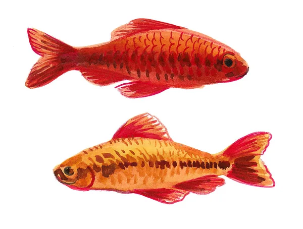 Beberapa Ikan Emas Dengan Latar Belakang Putih Gambar Tinta Dan — Stok Foto