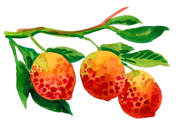 Frutos Tropicais Árvore Desenho Tinta Aquarela — Fotografia de Stock