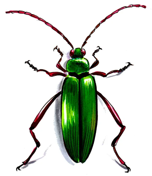 Green Beetle White Background Ink Watercolor Drawing — Stock Photo, Image