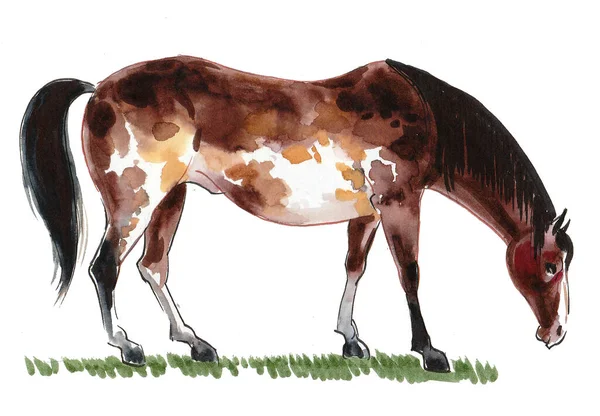 Cavalo Arrasar Desenho Tinta Aquarela — Fotografia de Stock