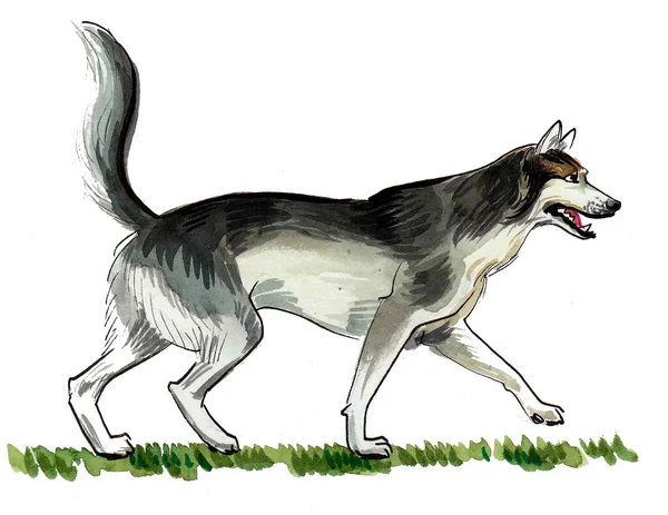 Walking Hasky Dog Ink Watercolor Drawing — Stock Photo, Image