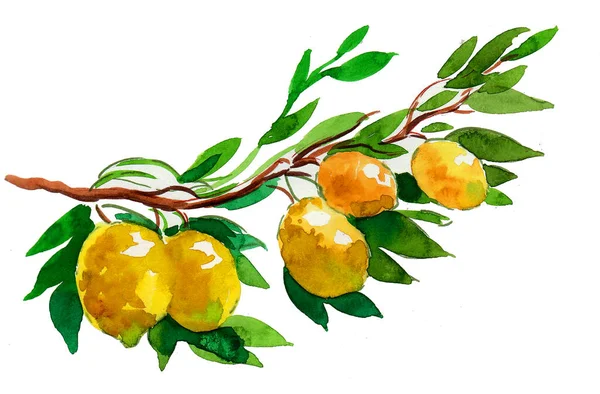 Lemon Fruit Tree Ink Watercolor Drawing — Stock Photo, Image