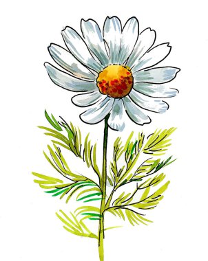 Çiçek açan güzel çiçek. Mürekkep ve suluboya çizim