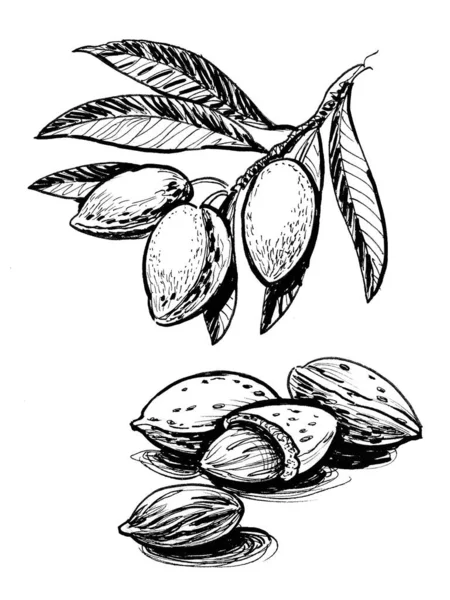 Nueces Almendra Una Rama Dibujo Blanco Negro Tinta —  Fotos de Stock