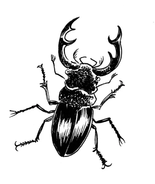 Escarabajo Ciervo Dibujo Blanco Negro Tinta —  Fotos de Stock