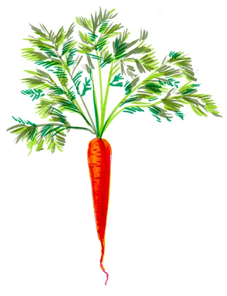 Czerwone Dojrzałe Warzywa Marchewkowe Białym Tle Malarstwo Akwarelowe — Zdjęcie stockowe
