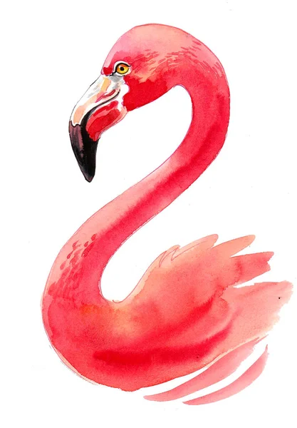 Pássaro Flamingo Rosa Desenho Tinta Aquarela — Fotografia de Stock