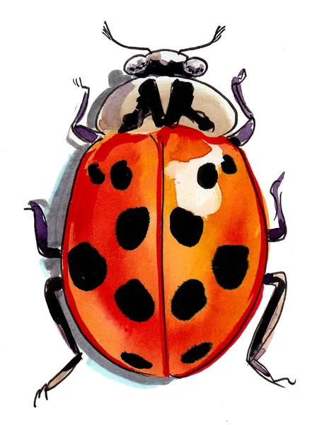 Ladybird Beetle Ink Watercolor Drawing — Stock Photo, Image