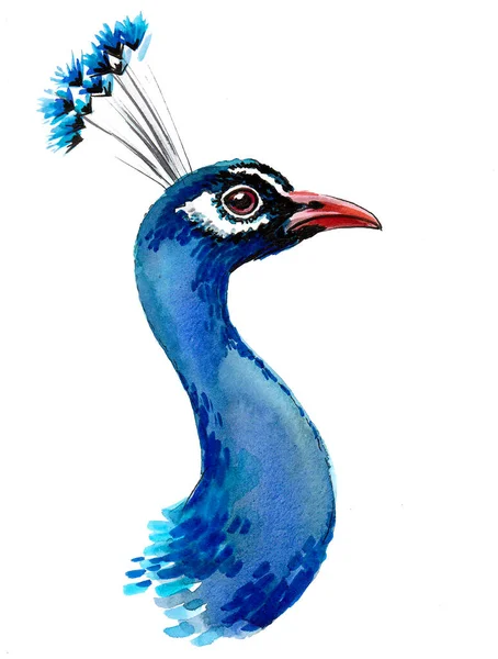 Indian Peacock Bird Ink Watercolor Drawing — Stock Photo, Image