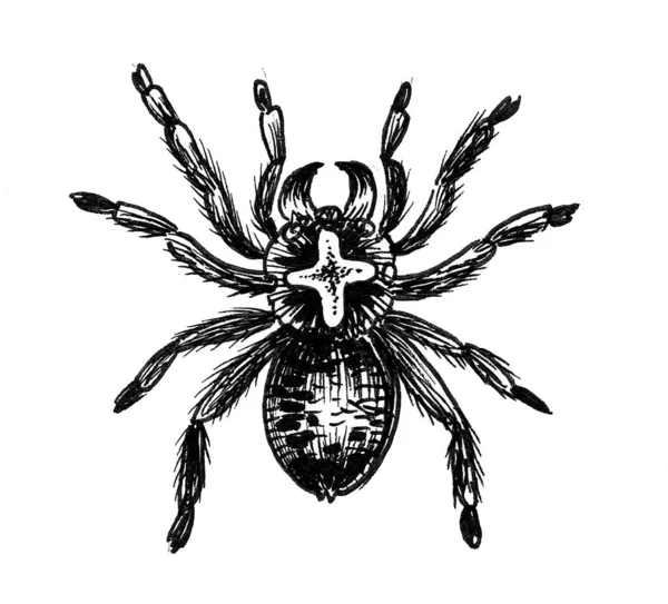 Araña Espeluznante Dibujo Blanco Negro Tinta —  Fotos de Stock