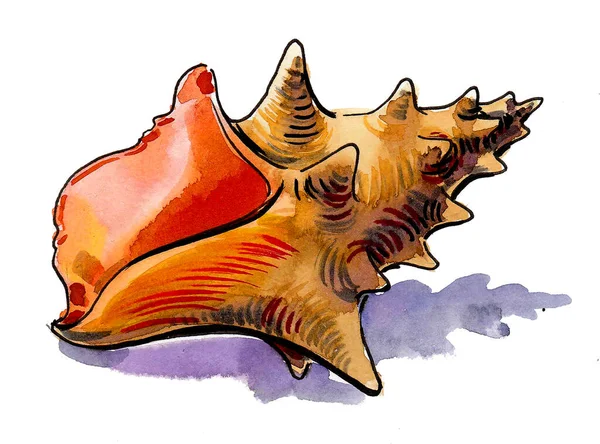 Colorful Seashell Ink Watercolor Drawing — Stock Photo, Image